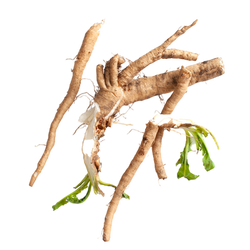 PREBIOTIC FIBER